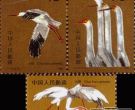珍稀动物邮票白鹤