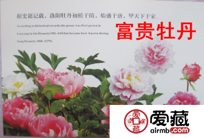 牡丹明信片