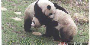 熊貓明信片收藏價(jià)值如何