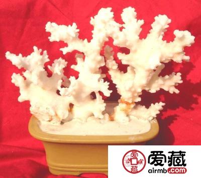 白珊瑚