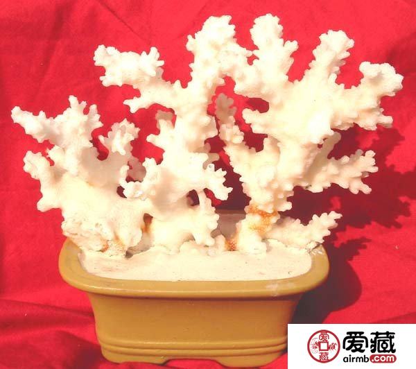 白珊瑚