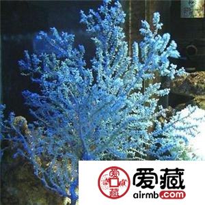 蓝珊瑚