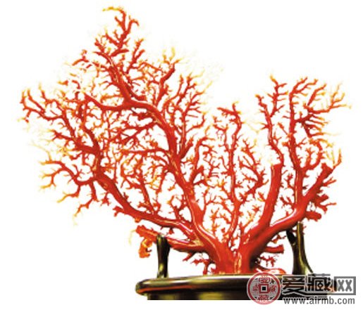 日本红珊瑚