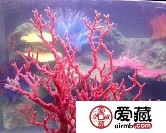 红珊瑚鉴别方法