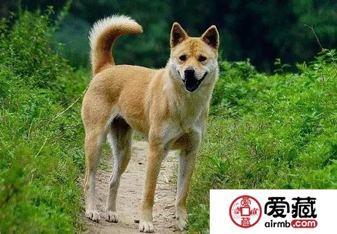 看设计师答微友问2018狗年纪念币