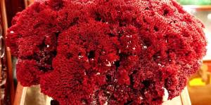 哪些颜色的红珊瑚价值不菲?