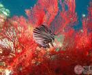 怎样鉴定红珊瑚真假?鉴定红珊瑚有哪些误区?