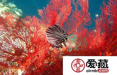 怎样鉴定红珊瑚真假?鉴定红珊瑚有哪些误区?