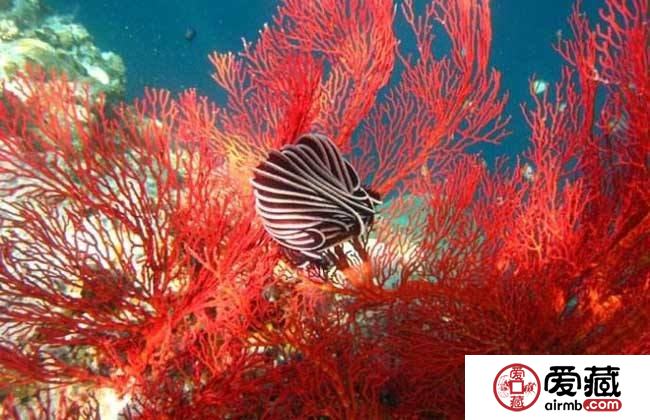怎样鉴定红珊瑚真假?鉴定红珊瑚有哪些误区?