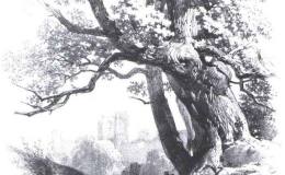 中国山水画的基本画法之画树法
