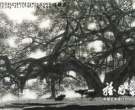 读杜应强的水墨画