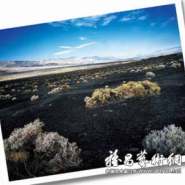 摄影收藏风头劲  摄影作品：艺术品市场新热点