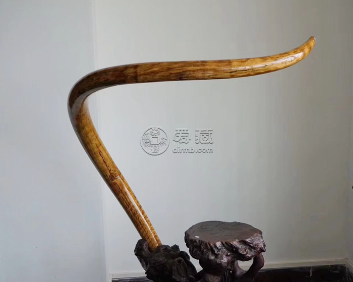 猛犸象牙的特点是什么  猛犸象牙的特征
