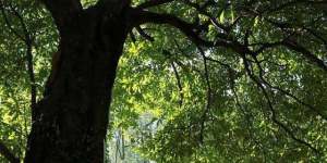 金丝楠木适合哪里种植  金丝楠木的优点