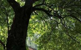 金丝楠木适合哪里种植  金丝楠木的优点