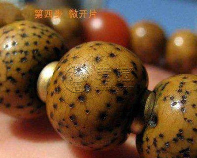 星月菩提变化过程图片   八个阶段变化图