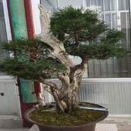 崖柏下山桩   崖柏下山桩成活表现