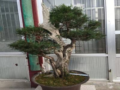 崖柏下山桩   崖柏下山桩成活表现
