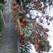 狐尾椰子果实有什么用  狐尾椰子果实可以吃吗