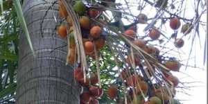 狐尾椰子果实有什么用  狐尾椰子果实可以吃吗