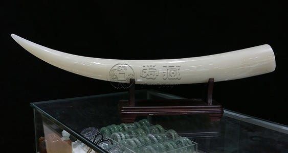 象牙玉化后圖片 如何鑒別真假