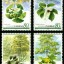 2006-5 《孑遗植物》特种邮票
