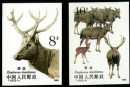 T132 麋鹿（無齒）