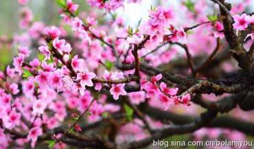《第27届上海桃花节集邮展览》邮资机宣传戳