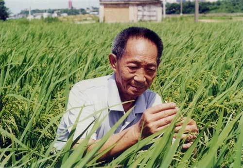 纪念中国杂交水稻40年来取得的成就,《杂交水稻》特种邮票欣赏 纪念中国杂交水稻40年来取得的成就,《杂交水稻》特种邮票欣赏
