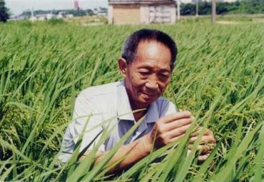 纪念中国杂交水稻40年来取得的成就，《杂交水稻》特种邮票欣赏