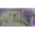 北極幣1元塑料鈔 北極熊紀念鈔