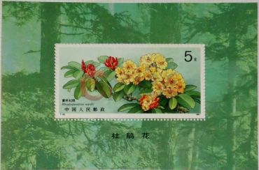 T162M杜鹃花小型张投资思维