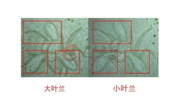 991大叶兰的识别