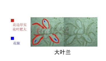991大叶兰的识别