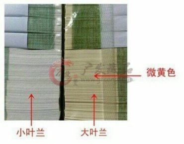 991大叶兰的识别
