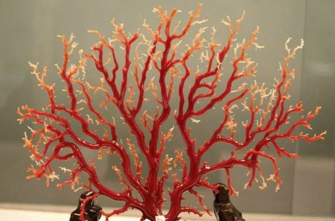 红色草珊瑚与红珊瑚图片