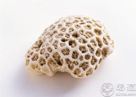 珊瑚石的功效和作用珊瑚石的价值