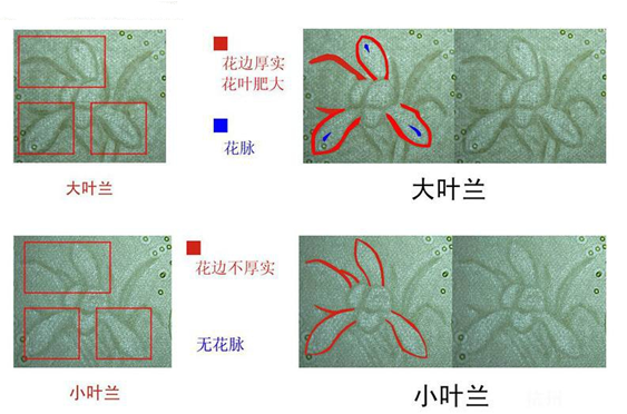 991大叶兰图片